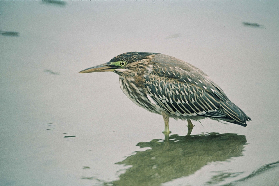 Egret greenery legs