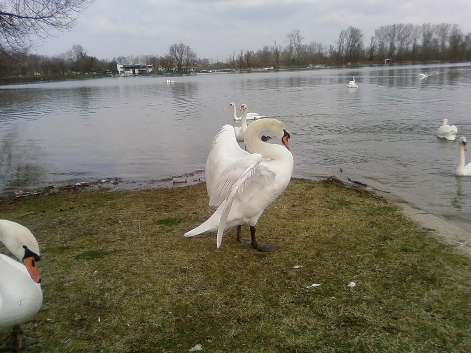 Extension mute swan white