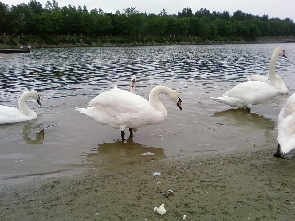 Bird water 