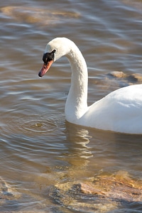 Bird mute swan perspective