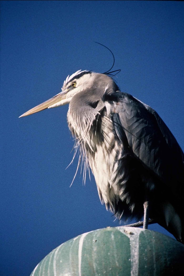 Chief egret 