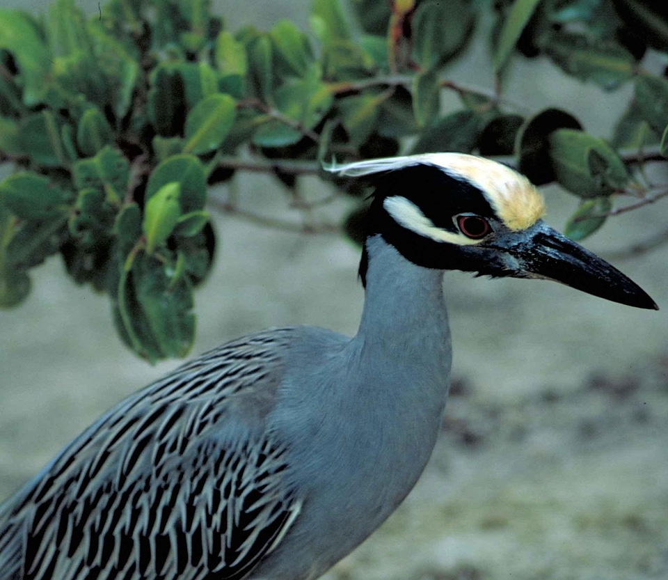 Bird egret evening