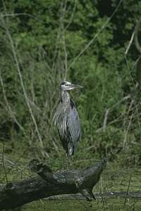 Ardea Herodias blue egret