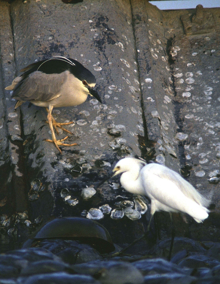 Bird black egret