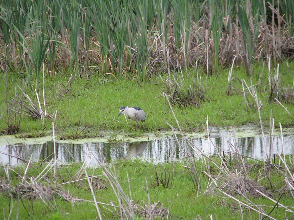 Egret Nycticorax nycticorax 