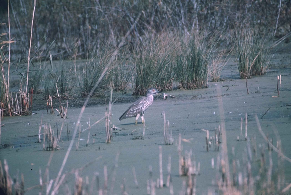 Black egret evening