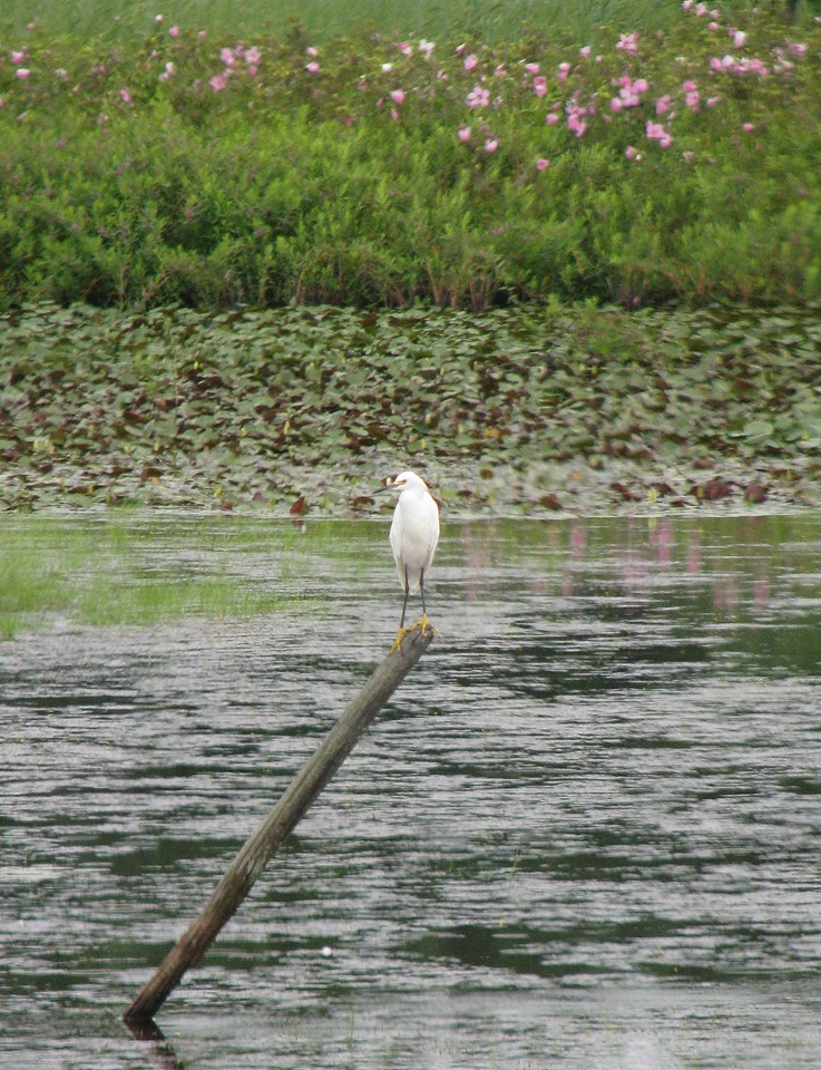 Egret Egretta thula tree