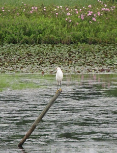Egret Egretta thula tree