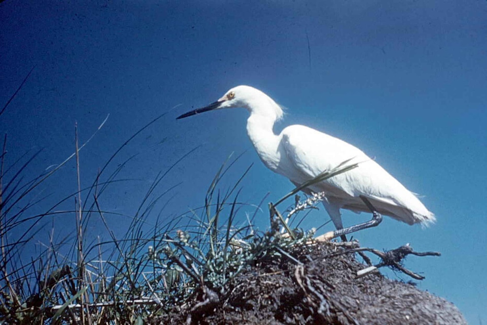 Background egret Egretta thula