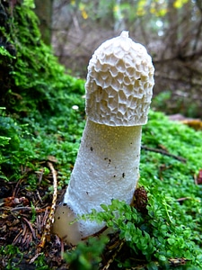 Smell fruiting bodies stalk
