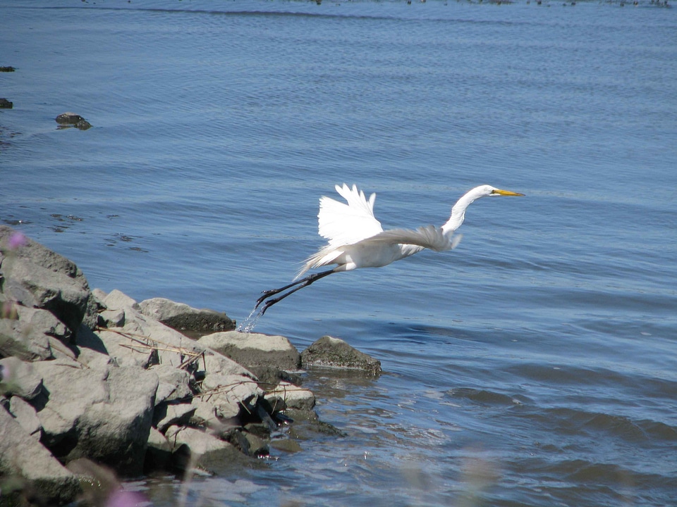 Animal aquatic bird bird