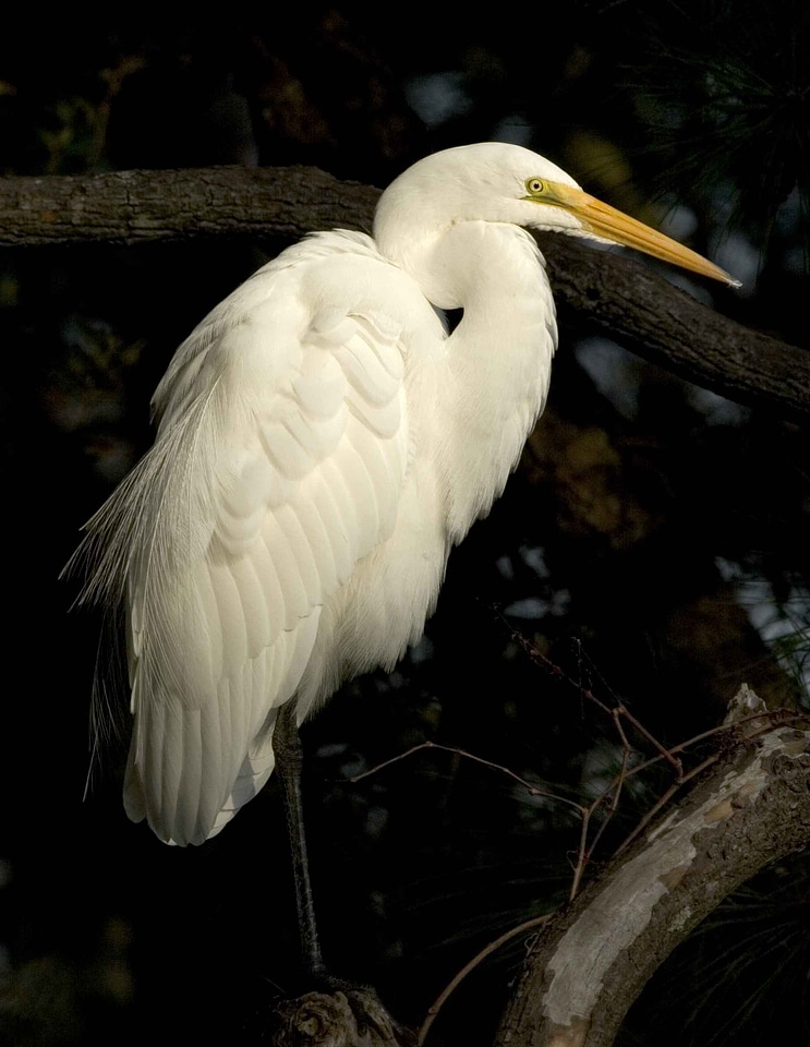 Bird egret great