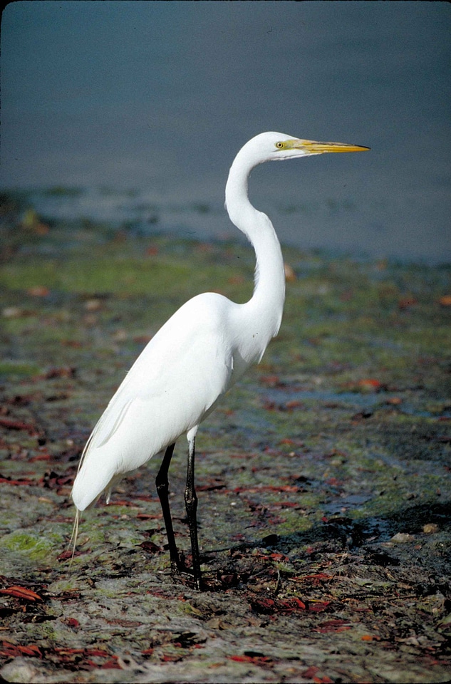 Bird egret great