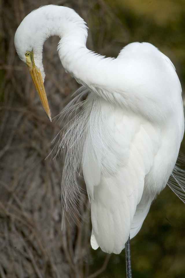 Bird egret great