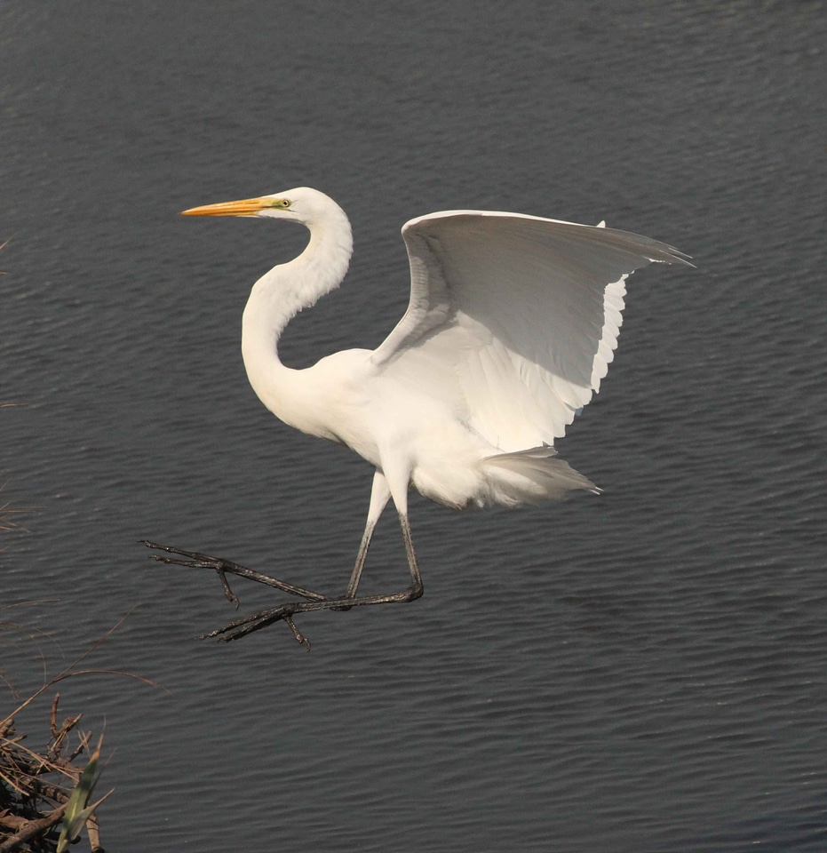 Coast egret flight