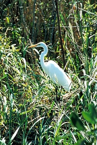 Egret grass plants great