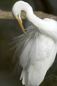 Cleaning egret feather photo