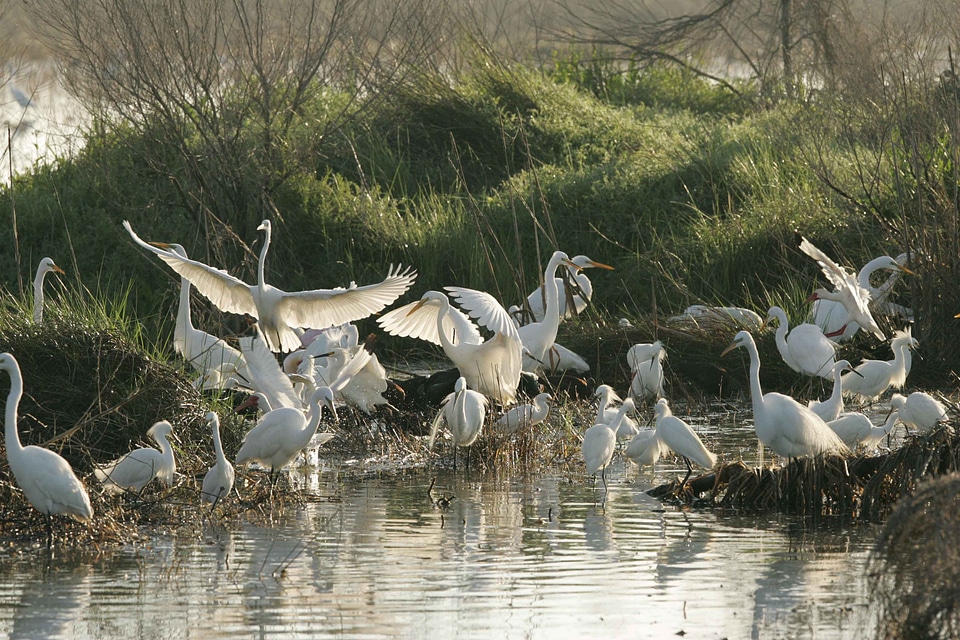 Great refuge 
