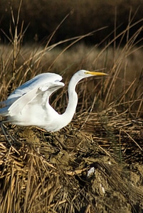 Bird egret grass plants