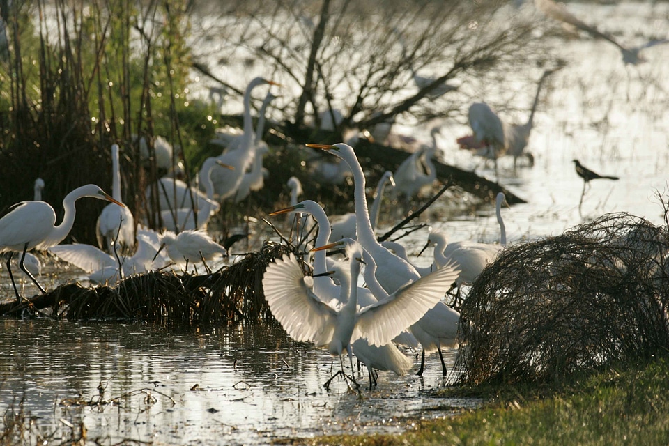 Bird blossoming great