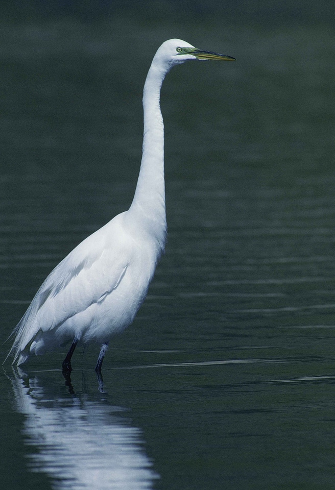 Bird egret great