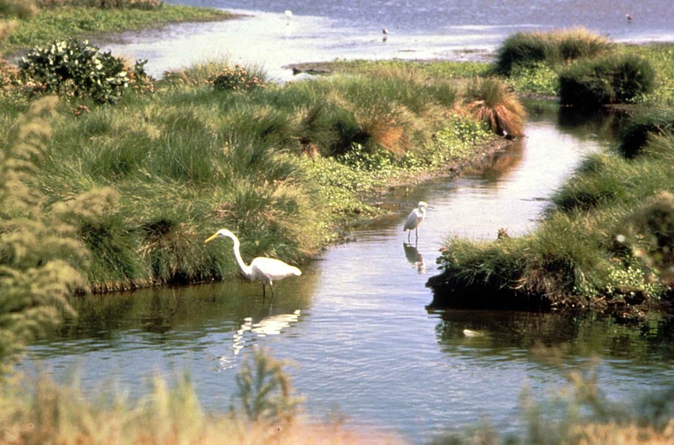 Bird egret water