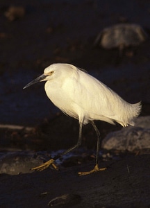 Bird egret Egretta thula
