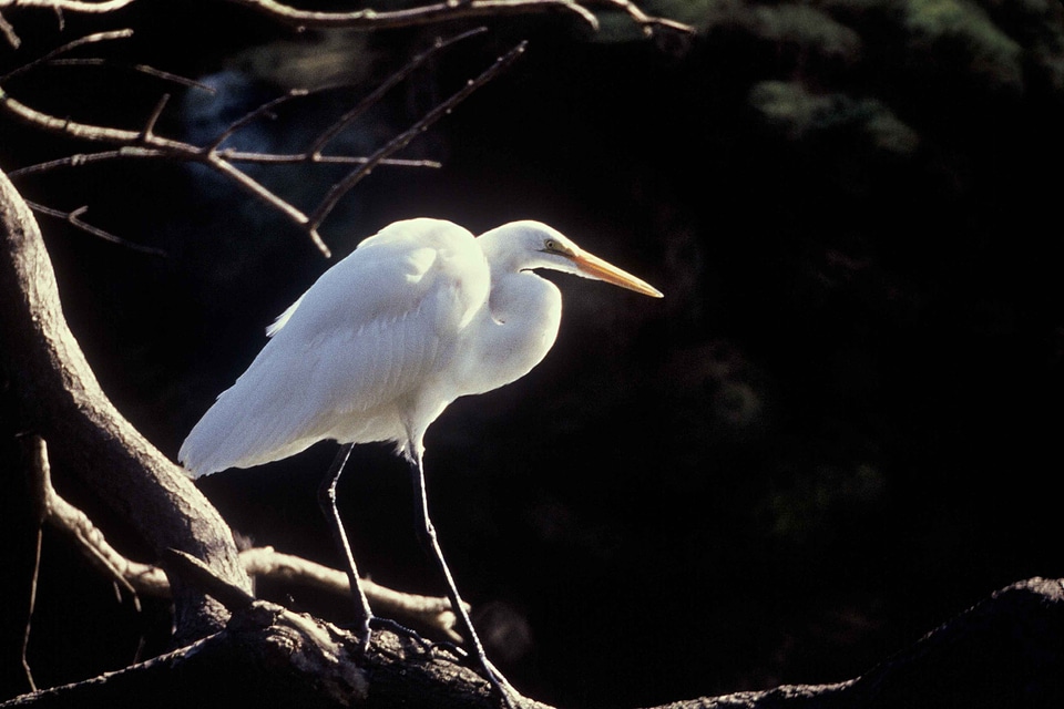 Bird bouquet egret