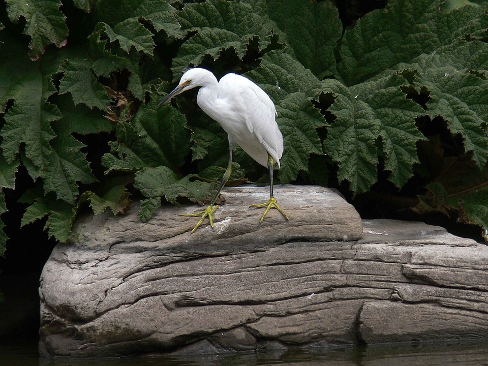 Egret Egretta thula rock