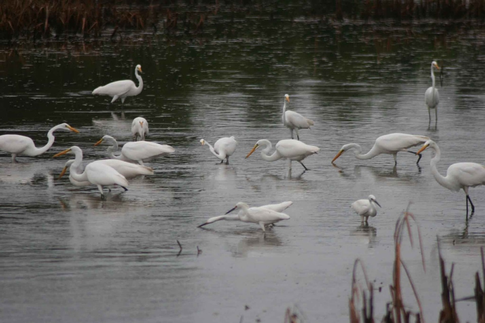 Feed marsh standing