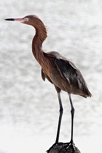 Egret pinkish photo