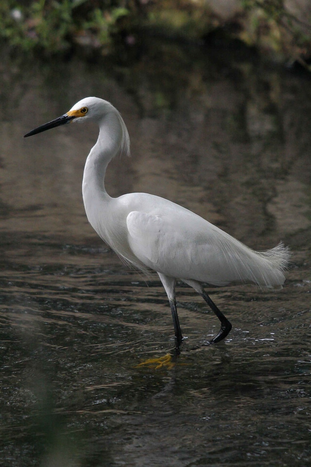 Bird close close-up