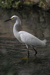 Bird close close-up