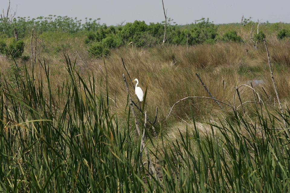 Egret great 