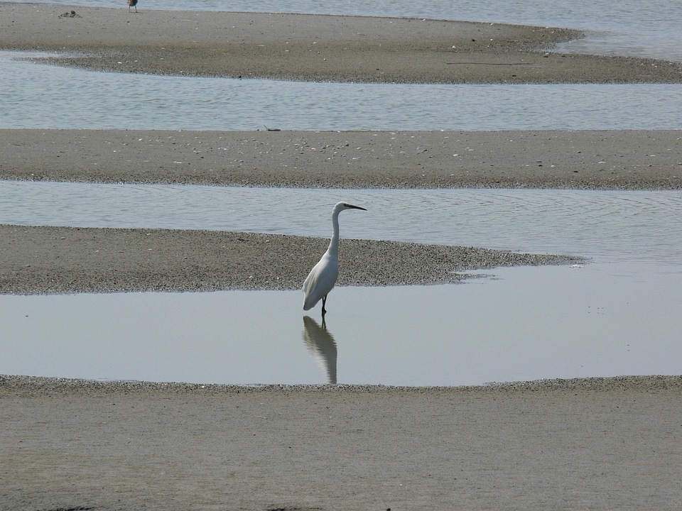 Egret estuary little