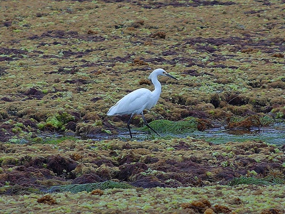Bird ocean seaweed