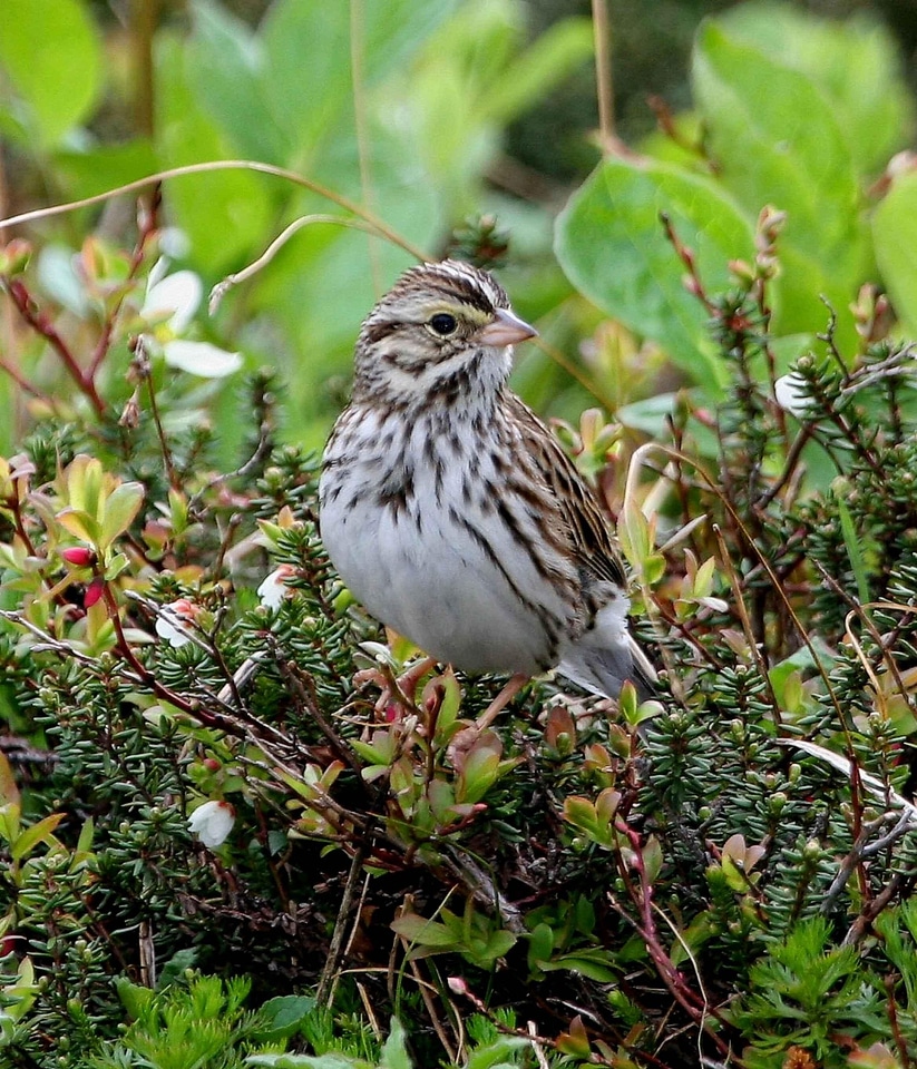 Bird savanna sparrow