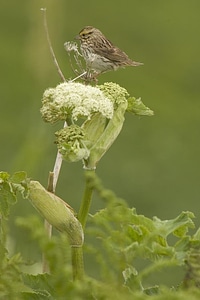 Bird island sparrow