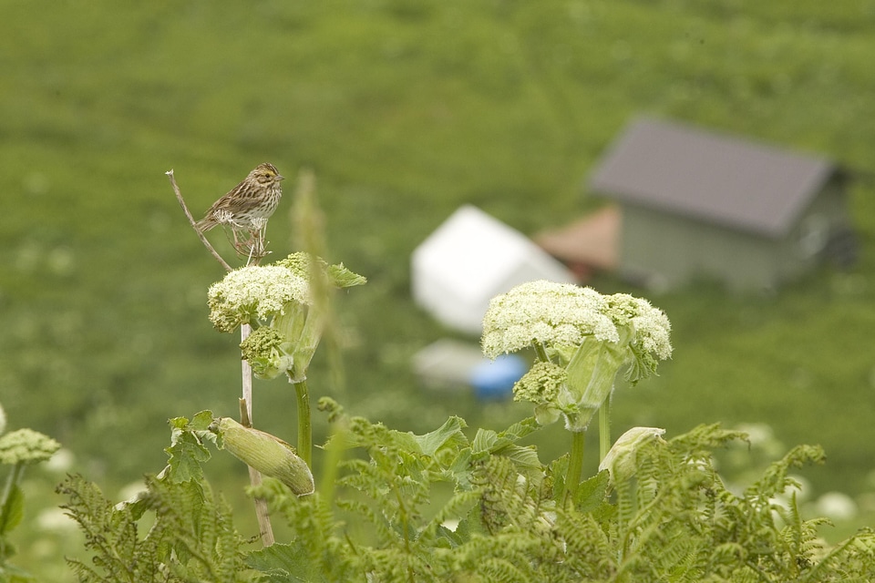 Bird island sparrow