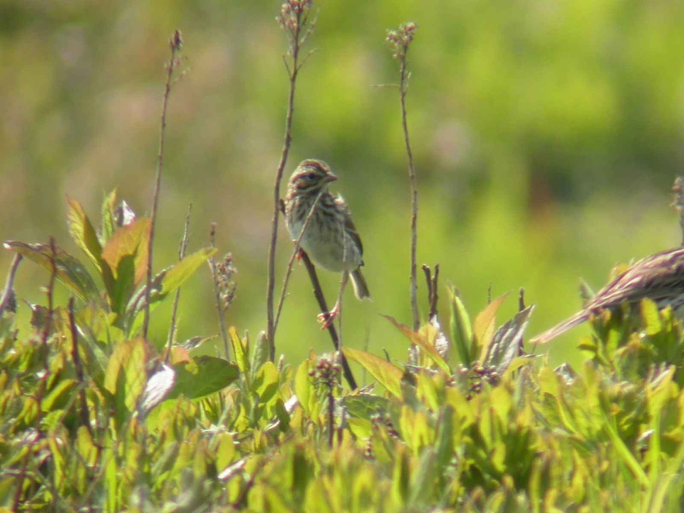 Bird grass plants sparrow