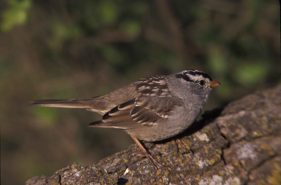 Means sparrow white