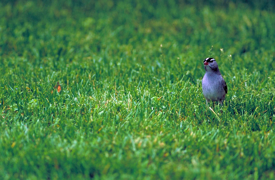 Bird grass plants greenery