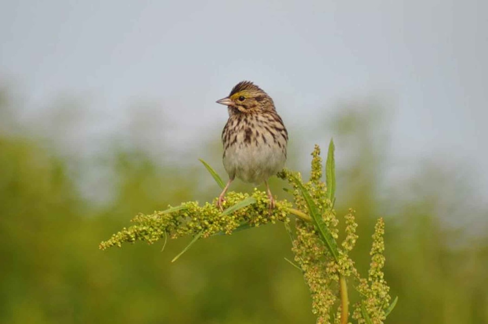 Grass Plants sparrow 