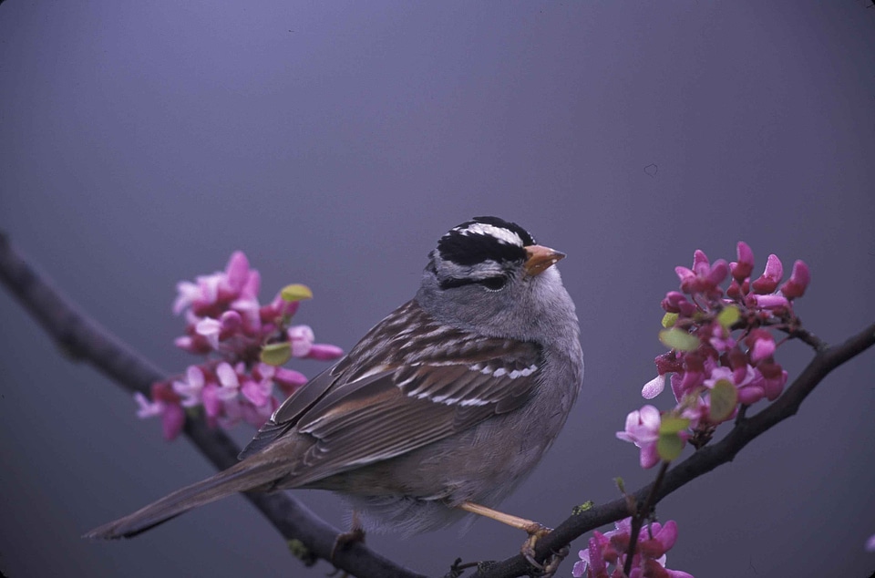 Blossoming sparrow tree