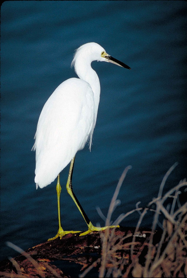 Bird border close