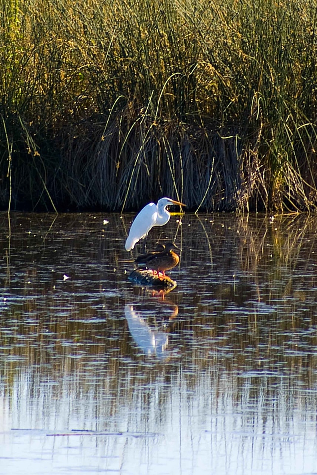 Ducks egret water