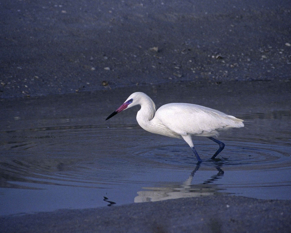 Bank egret standing