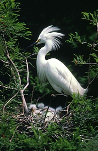 Bird egret greenery