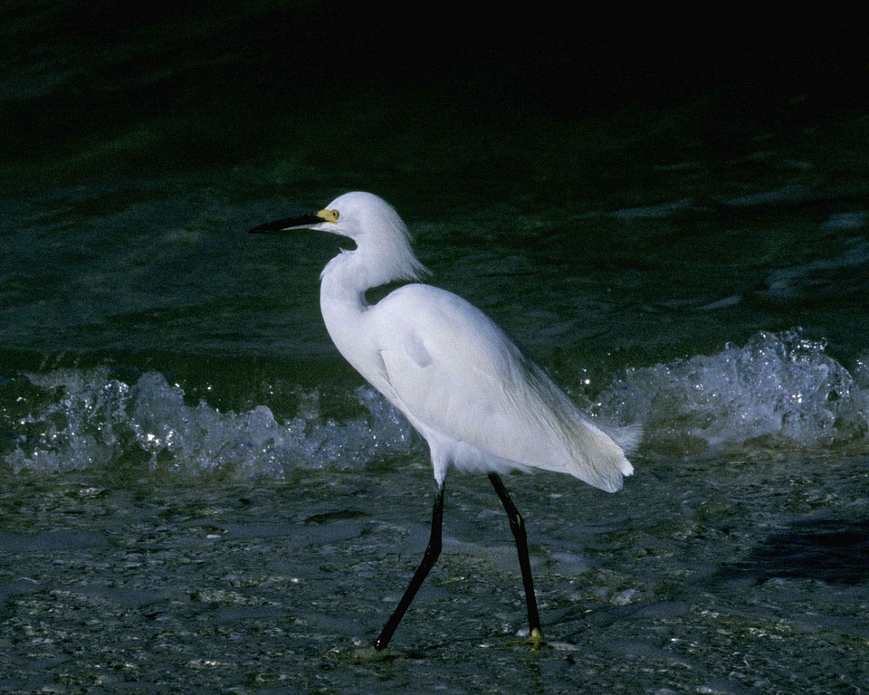 Egret going phylum