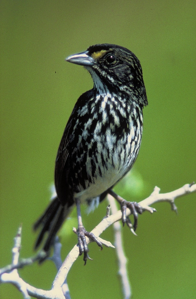 Bird sparrow strand